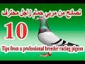 اهم 10 نصائح من محترف سباقات حمام زاجل .. شاهد الان ! Top Ten Tips From A Professional Breeder