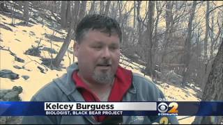 New Jersey Group Tags Black Bear Cubs For Tracking