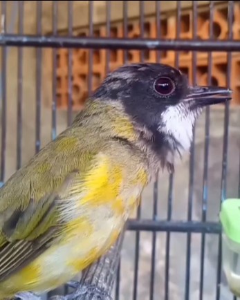 Burung Bimoli gacor
