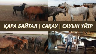 Қара байтал | Сақау | Сауын үйір