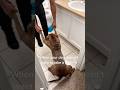 Dogs HATE Bath Time 😹🛁🐶 #dogshatebaths #funnydog #petreactions #doglife #petcomedy