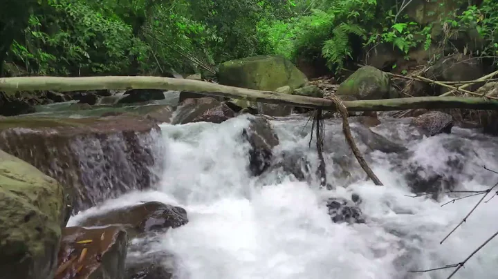 Beautiful River flowing over Stone in Forest. Mountain Stream, Nature Sounds, White Noise for Sleep. - DayDayNews