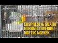 Lovebird Ngekek Panjang Suara Burung Lovebird Dengan Durasi Panjang Ngekek Ngetik Dan Ngekek Lagi Mp3 - Mp4 Download