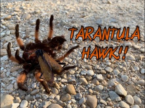 tarantula spider Tarantulas ... as Prey?!?