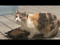 Kitty City is live! 03282026