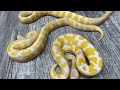 YB Dreamsicle X Pastel Lav Het Pied 66% Het G Stripe
