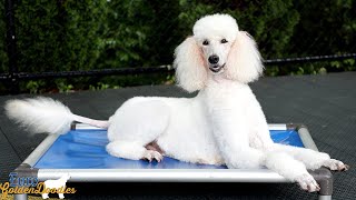 Lucy  Standard Poodle  Retired Adult