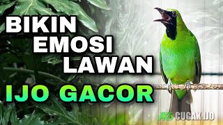 PANCINGAN CUCAK IJO GACOR NGE PLONG KASAR COCOK BUAT DONGKRAK EMOSI AGAR IJO LAIN CEPAT JAMTROK