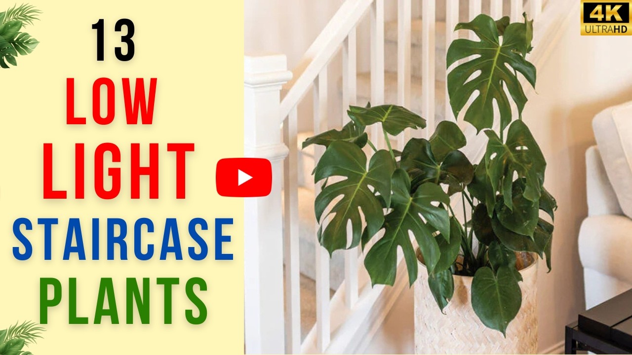 13 Staircase Plants That Survive Low Light | Brighten Dark Stair Corners