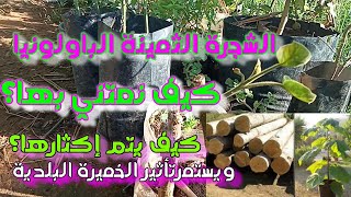 الشجرة الثمينة الباولونيا العناية بها وطريقة إكثارها Paulownia take care of it and propagate it