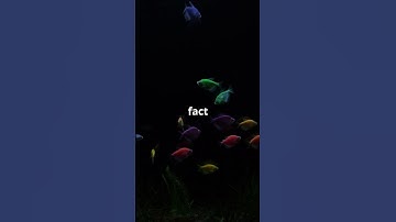 Why Fish Are Attracted to Light at Night The Science Explained!  #facts #shorts #fishing #fish