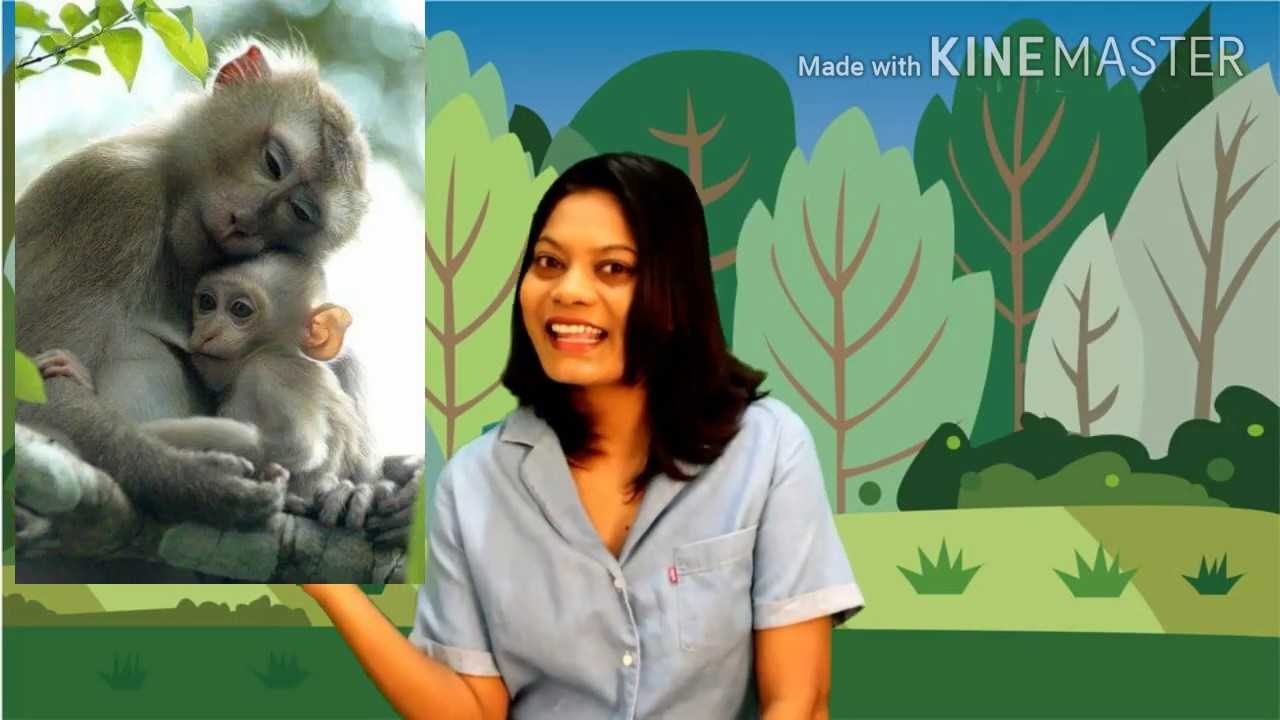 Wild animals and their young ones - YouTube