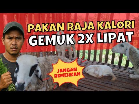 Cara Kambing Cepat Gemuk