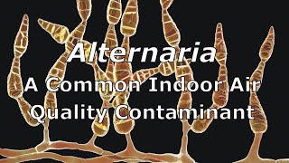 Alternaria - A Common Indoor Air Quality Contaminant
