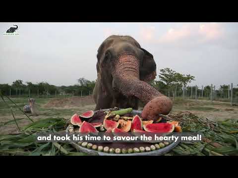 Video: Pet Scoop: Raju the Elephant viert vrijheid met cake, gezichtsverlies ijsberen