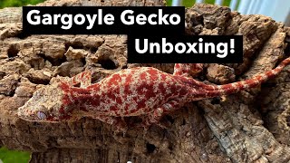 Superblotch Gargoyle Gecko Unboxing