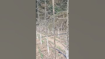 The Secret World of Apple Rootstock