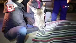 Bolu’da Yaralı Halde Bulunan Geyik Tedavi Altına Alındı