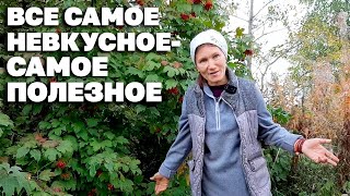 видео: ЖИЗНЬ БЕЗ ТАБЛЕТОК ЗДОРОВЬЕ С ЯГОДАМИ КАЛИНЫ КРАСНОЙ картинка: ЖИЗНЬ БЕЗ ТАБЛЕТОК ЗДОРОВЬЕ С ЯГОДАМИ КАЛИНЫ КРАСНОЙ