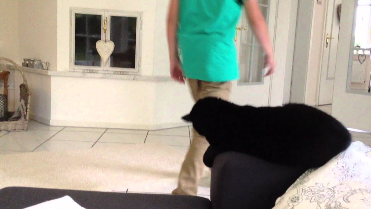 Kater Charly gibt sein O.K.