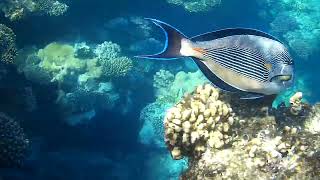 Nutural sound underwater fish in the sea