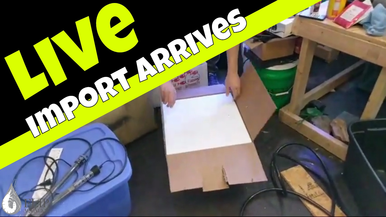 aquarium plants near me Shipment of Rabbit Snails, Celestial Pearl Danios and Saltwater Inverts