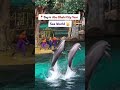 Explore Dubai with Safar Musafir ✈️🐫🧳🏝️Call/WhatsApp +91-9911-83-8080