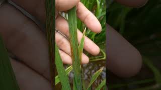 RICE PLANT DISEASE| Bacterial Leaf Streak Caused, Prevention and Control. RICE PLANT DISEASE| Bacterial Leaf Streak Caused, Prevention and Control.