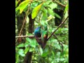 Rainforest in Costa Rica - Manuel Antonio , Monteverde ,etc. , Brazil, Thailand .