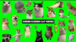 Trending Cats Memes Green Screenoverlay