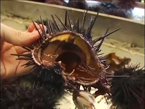 რა საშინელებაა - აი როგორი სასტიკი მეთოდებით ამზადებენ ზღვის ზღარბს საჭმელად!