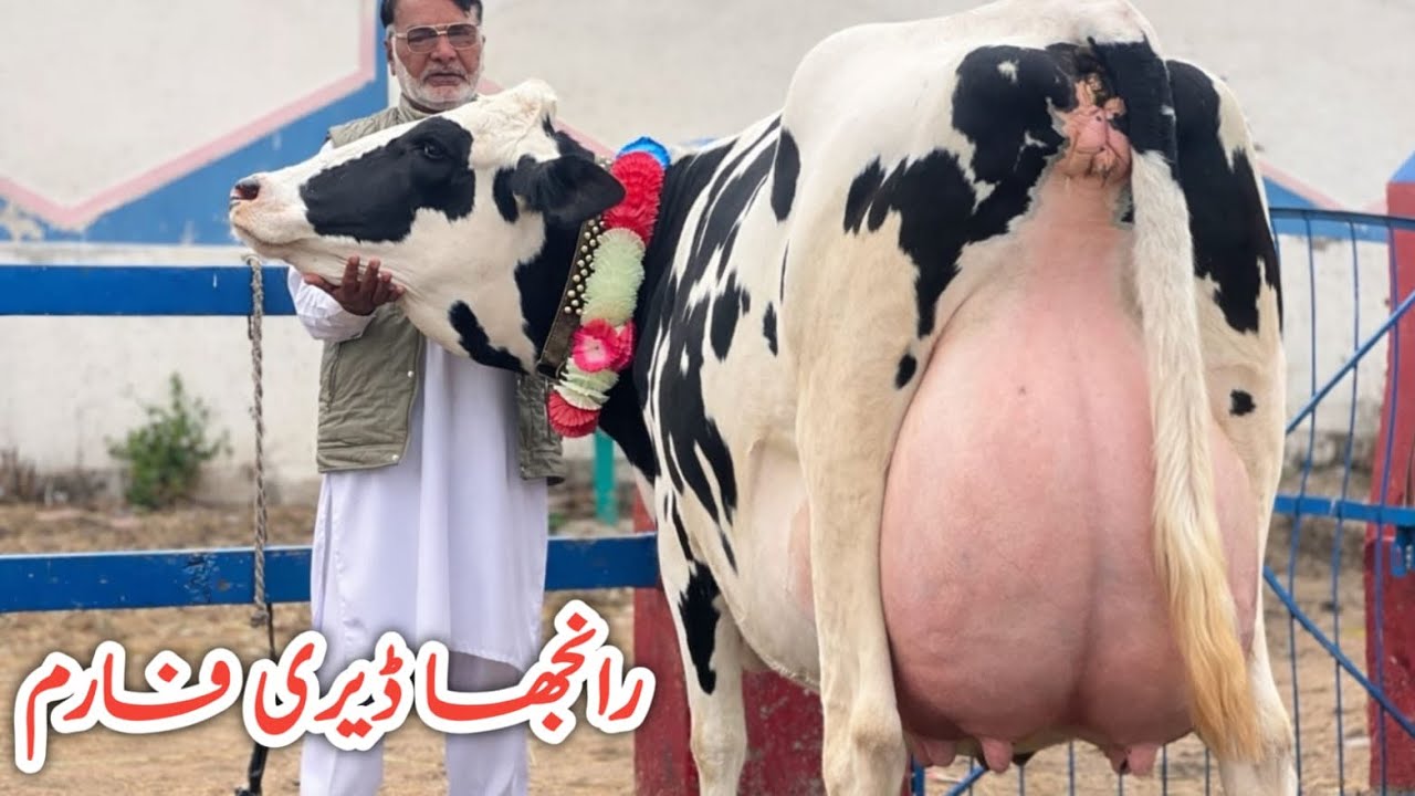 Ranjha Dairy Farm | Heavy Milk Friesian Cows | High Yield Dairy Cows for Sale 2026