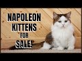 Napoleon Cat for Sale! の動画、YouTube動画。