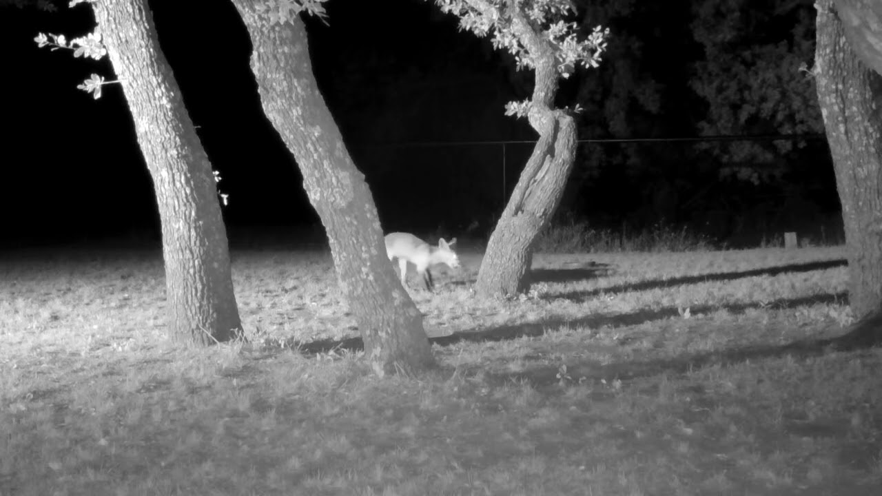 Deer, 2 gray fox, raccoon, red fox.