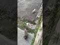 Cats Cutecats Funnycats Catlovers Mycat Cat Catvideos Cuteanimals Kittens Beautifulcats 