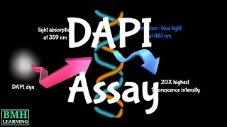 DAPI Assay For Apoptosis | DAPI Staining For Apoptosis | DAPI Nuclear Staining Dye For Apoptosis |