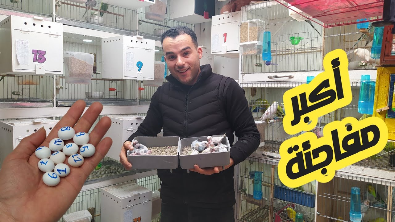 أكبر مفاجئة وقعت لي في المزرعة🦜 لم أكن أتخيلها أفرحتني كتيرا💯 #للبادجي_عشق