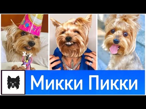 Видео: смотрим фотки МИККИ ПИККИ | Злого Пса