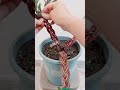 How to Plant Beautiful Flowers at Home 🌿 | Easy Gardening Hack!" #beautiful #flowers #video #short