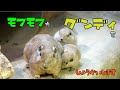 モフモフなグンディをしょうかいします！