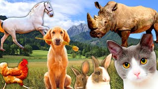 Cute little Animals:Cat,Dog,Chicken,Rabbit, Horse-Animal Moments by Animal Moments  577 views 3 months ago 7 minutes, 6 seconds