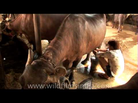 Buffalo milking by hand in a dairy farm in Delhi India