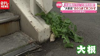 【大阪】歩道橋の下に”ど根性大根”　都会の真ん中…市民感動