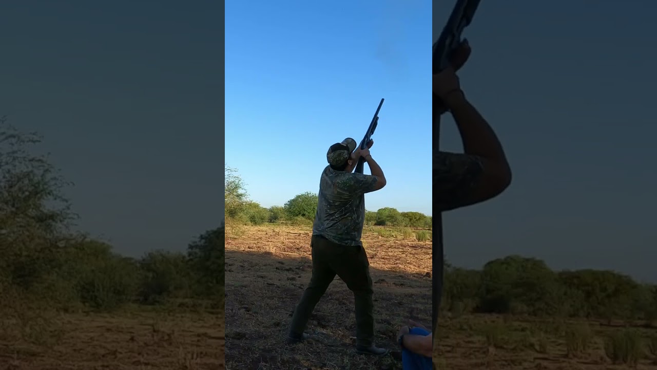 Cazando paloma ala blanca y huilota temporada 2023-2024 open season#