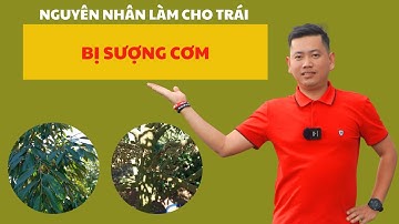 Nguyên Nhân Làm Cho Trái Bị Sượng Cơm | Nông Nghiệp Tây Nguyên TKA