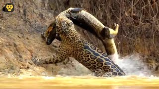 La Cacería del Jaguar (Panthera onca)
