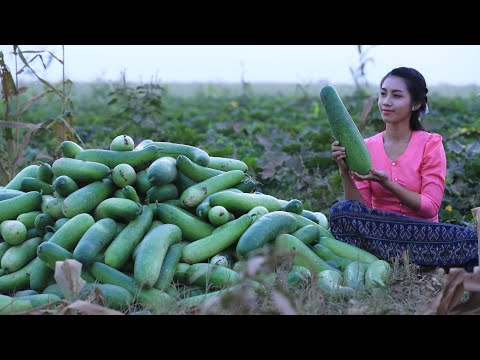 Harvest winter melon and how to make water winter melon