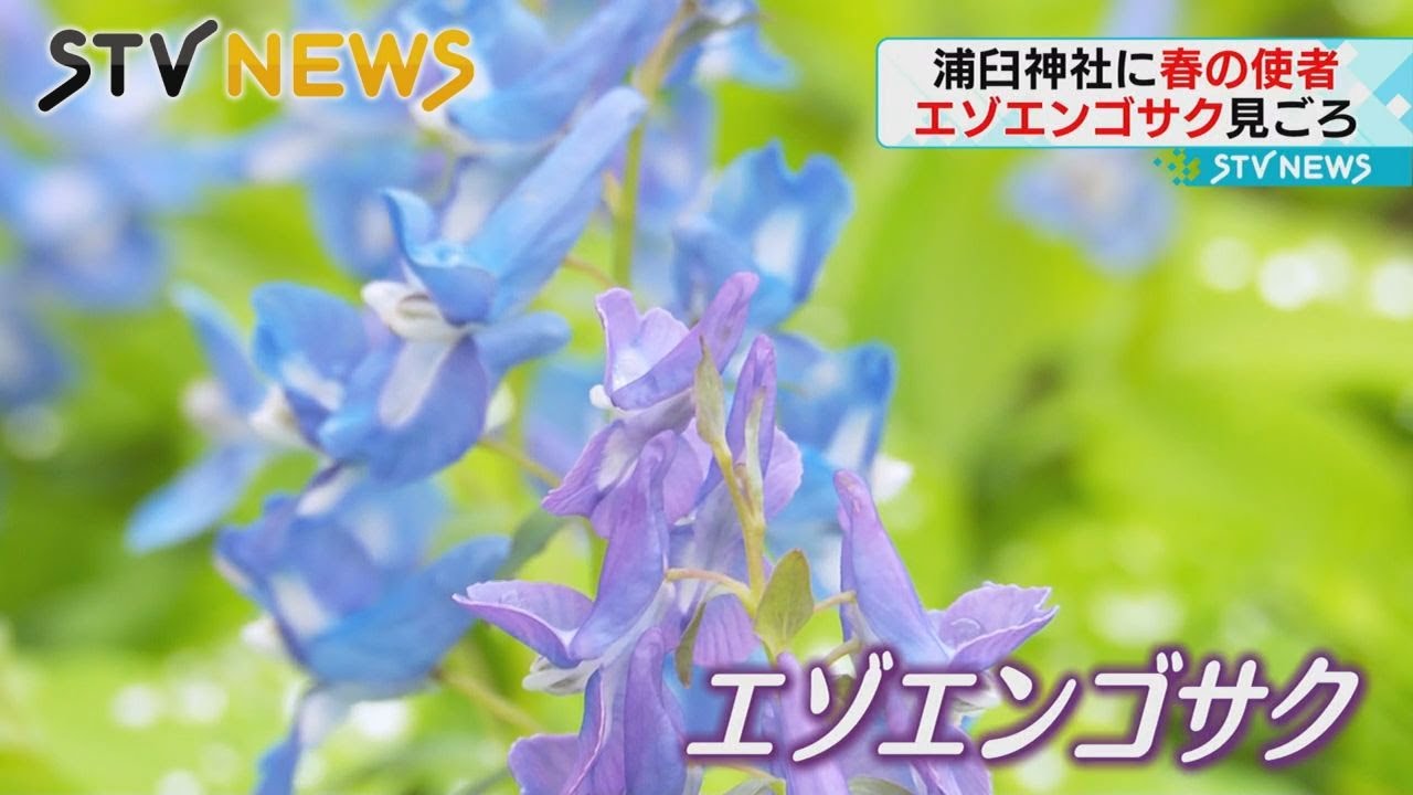 可憐 北海道 浦臼町に春を告げるエゾエンゴサク見ごろ 野生動物との共演も Youtube