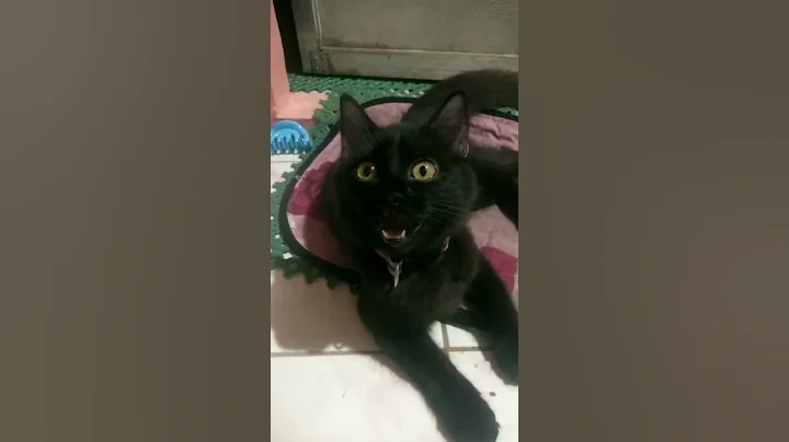 Watch the video about Dog or Cat?? Playful Black Persian mixed Breed