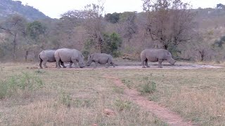 Rhino Calf Scares Off Two Grown Rhinos From A Waterhole